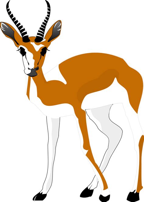springbok clipart. Free download transparent .PNG .